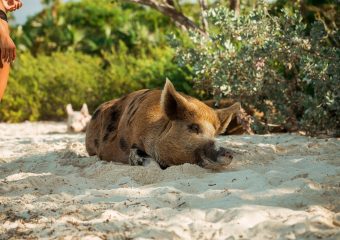 Vakantiehuisjes zoeken