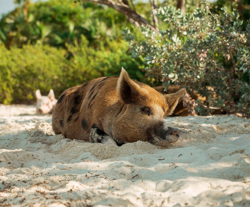 Vakantiehuisjes zoeken