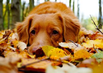 14 verschrikkelijke dingen aan de herfst