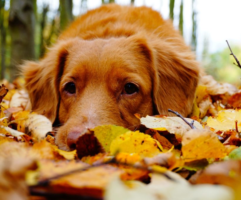 14 verschrikkelijke dingen aan de herfst