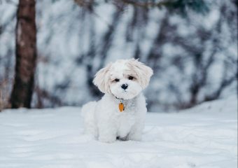 16 afschuwelijke dingen aan de winter