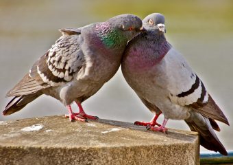 Railbiken & een rotgids